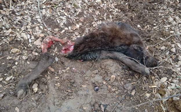 Asaja denuncia que los ataques del lobo «condenan» a la Montaña Palentina