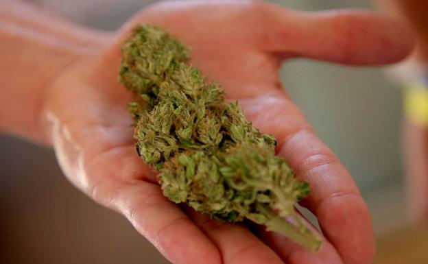 Fiscalía mantiene la petición de cárcel para los miembros del 'club de la marihuana'