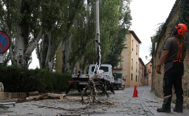 Empieza la poda de árboles del Jardín de Fromkes en la ciudad