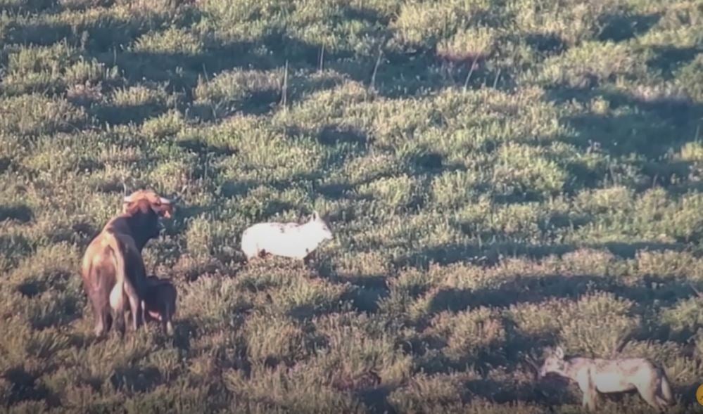Vídeo: el ataque de dos lobos a un ternero a plena luz del día en León