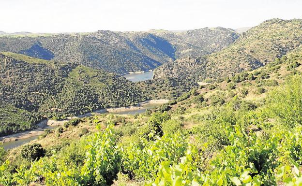 La calidad de la producción vinícola de las zonas bañadas por el río Duero, objeto de debate