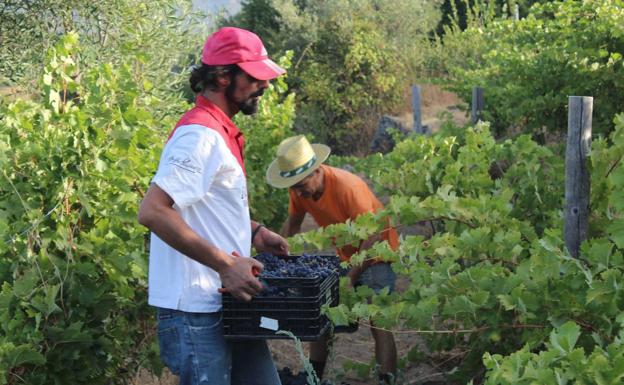 Finaliza la vendimia en la D.O.P. Sierra de Salamanca tras un año fresco que promete