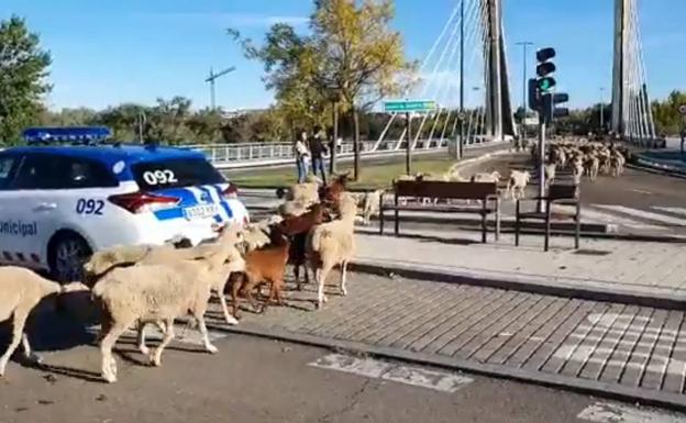 Las ovejas toman Valladolid