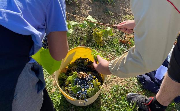 La rebusca de uvas regresa a La Seca