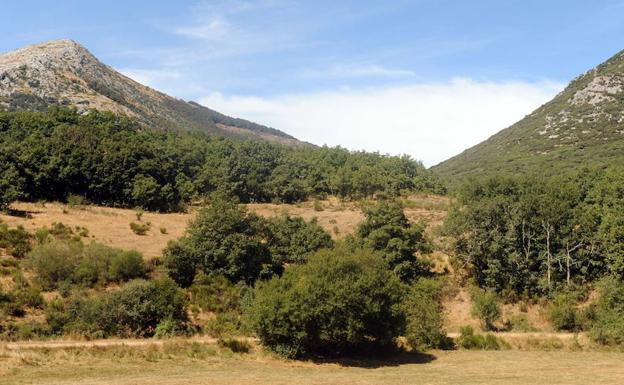 Cerrada temporalmente la senda de Tosande por la presencia de una osa con crías