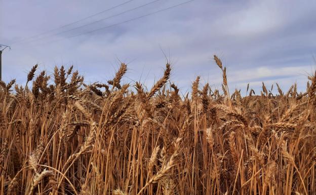 La Lonja de León marca una subida de ocho euros para los cereales
