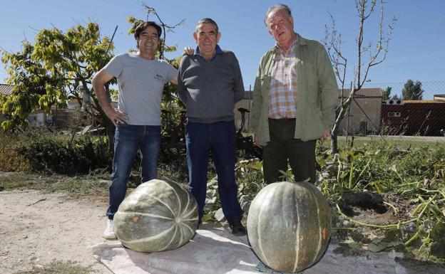 Recolecta dos calabazas de 56 y 43 kilos en Pesquera de Duero