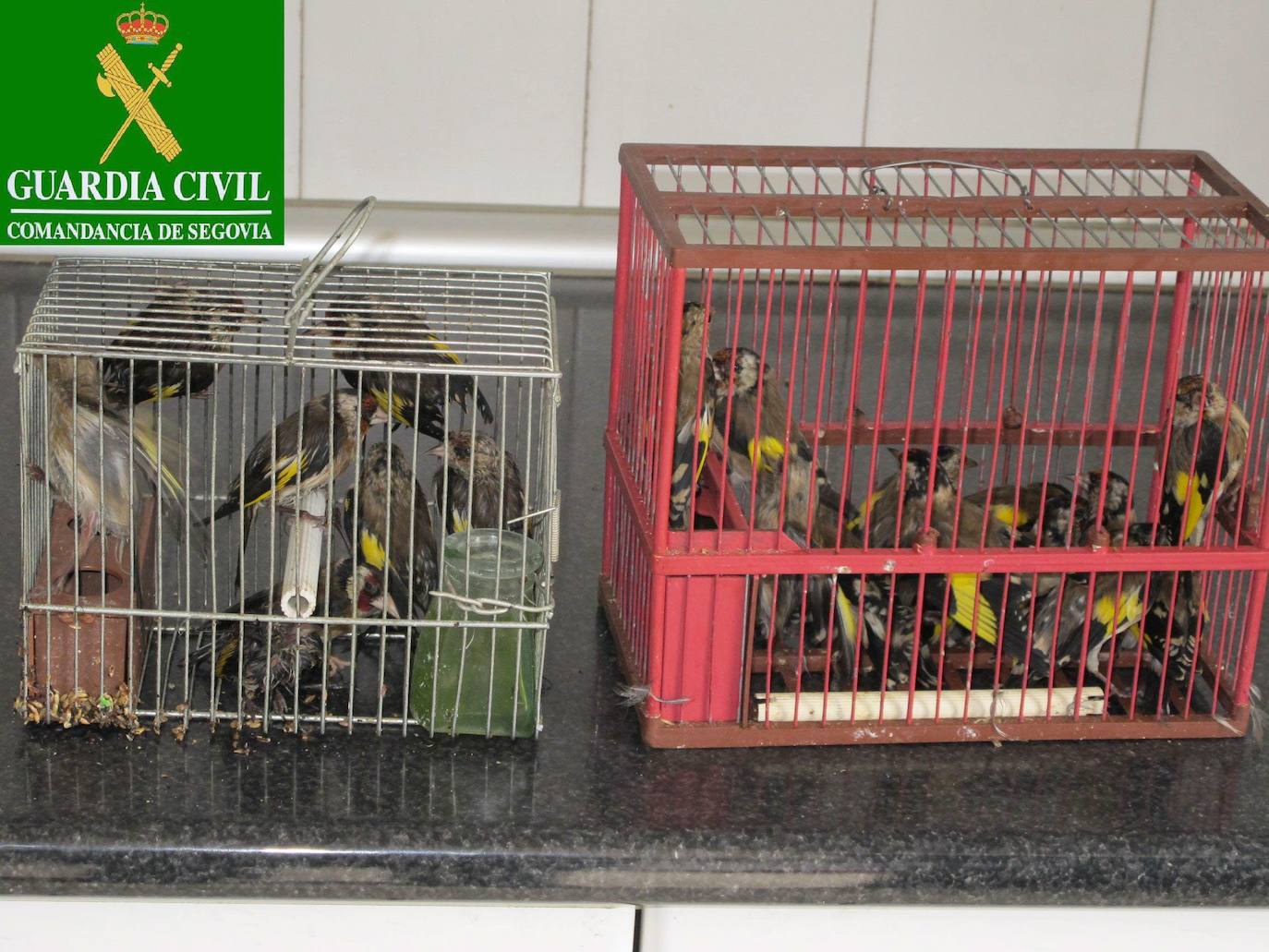 Sorprenden a un hombre en Burgos con cinco jilgueros en la mochila que después murieron