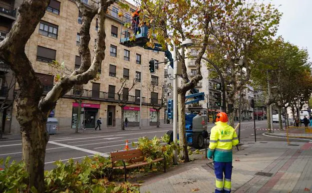 Comienza la campaña anual de poda en Salamanca | El Norte de Castilla