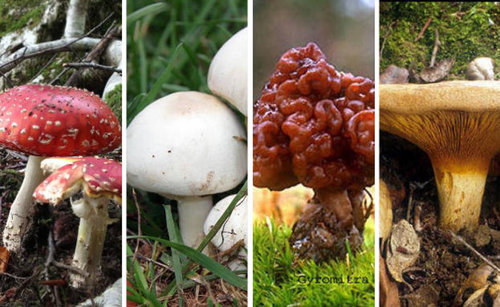 Estas setas te pueden mandar al hospital y a la tumba