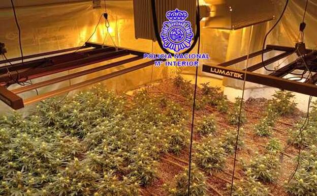 Arrestado un varón en Miranda de Ebro tras descubrir su plantación de Marihuana