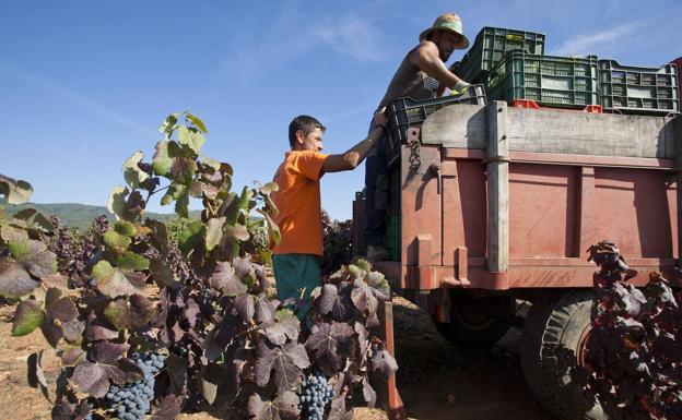 La DO Bierzo cierra la vendimia con 12,6 millones de kilos de uva, el 11% más que en 2020