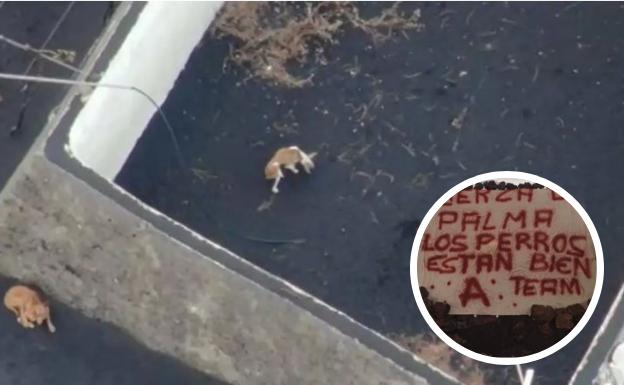 El 'Equipo A' de La Palma rescata a los perros desaparecidos