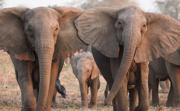 El motivo por el que los elefantes ya no desarrollan colmillos