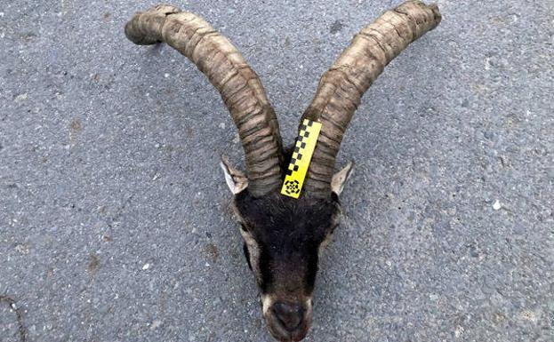 Detenidas dos personas e investigadas otras diez por furtivismo en la Sierra de Gredos