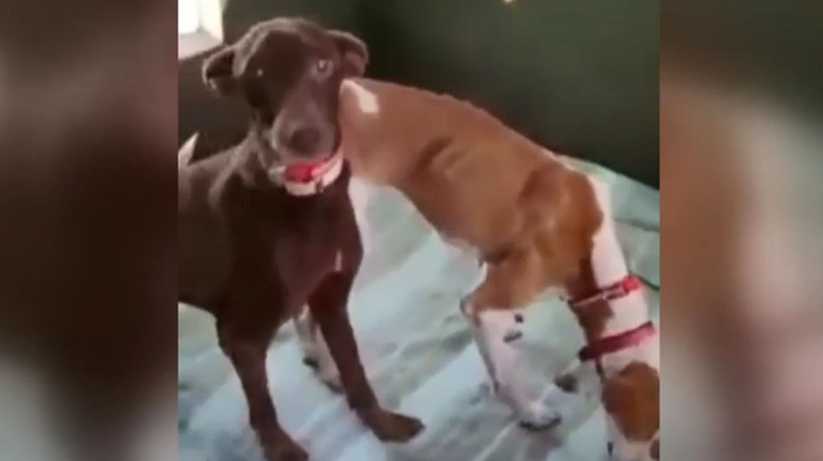 Entregan a las autoridades los perros rescatados misteriosamente en La Palma