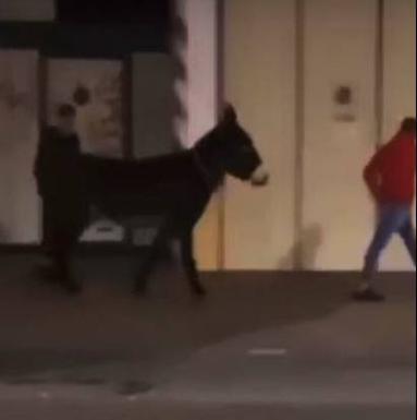 Vídeo: dos hombres pasean un burro por las calles de Las Delicias