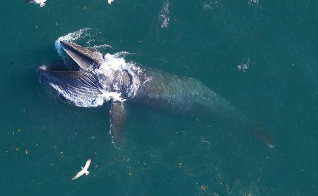 Las ballenas comen el triple de lo que se creía (que ya era mucho)