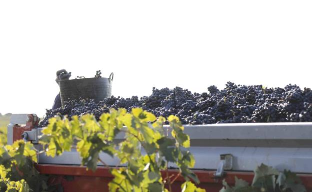 Urcacyl, Asaja y UCCL presentan candidatura conjunta en Ribera del Duero