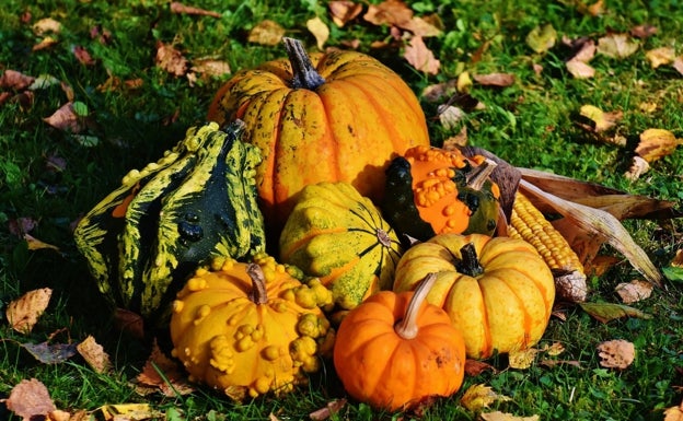Calabaza, un alimento que vale más que una imagen
