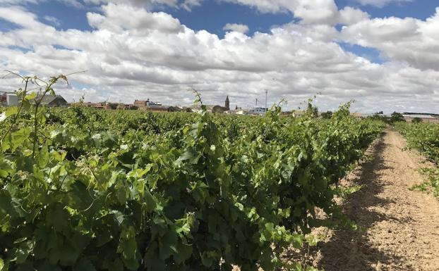 La Seca y Rueda se unen el sábado en el enopaseo 'Entre copas'