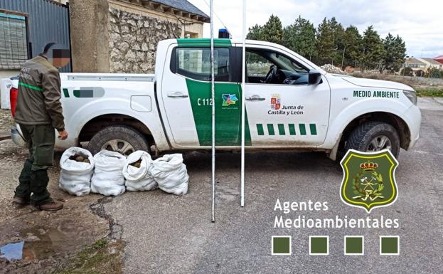 Intervienen en Portillo 130 kilos de piñas piñoneras recogidas de forma ilegal