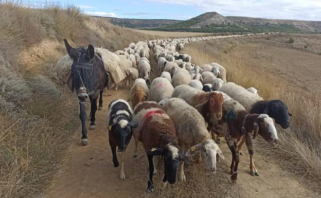 Fiesta de la Trashumancia en Valoria