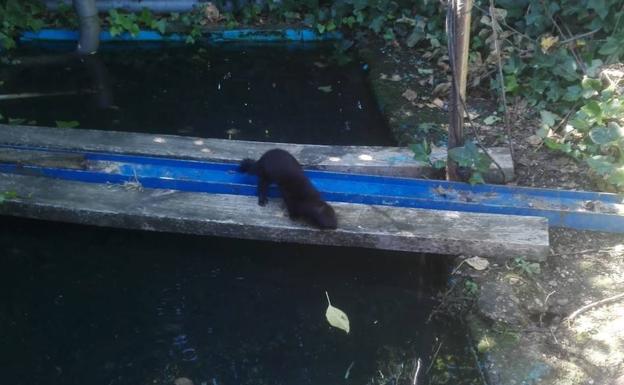 Un vecino de Dueñas alerta de que los visones americanos le han matado más de una veintena de aves