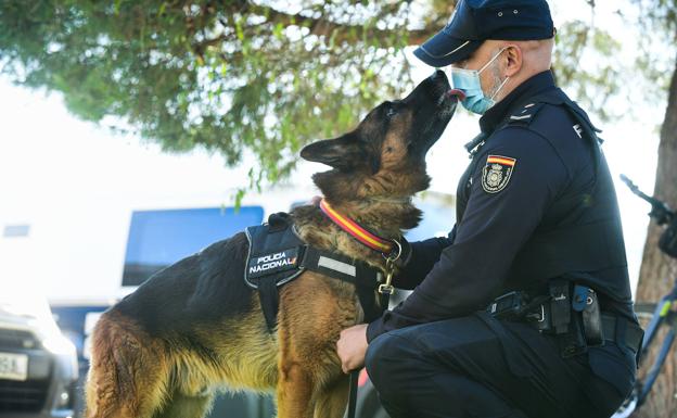 La segunda vida de los perros policía