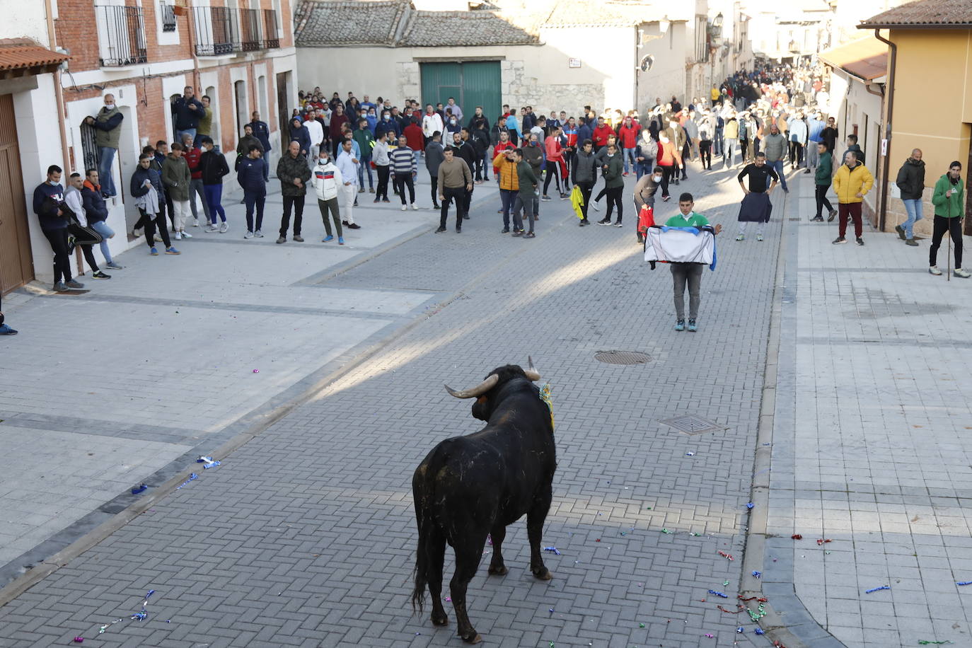 Toro del cajón en Traspinedo