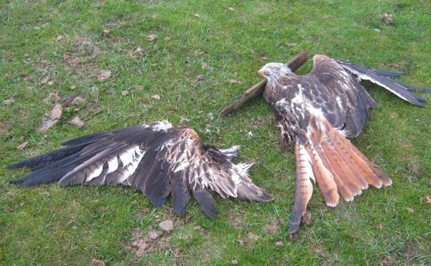 La Braña denuncia la muerte de un milano y un buitre por la central eólica de Barruelo