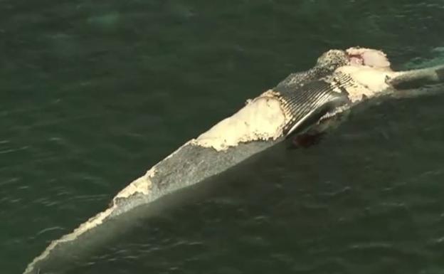 Vídeo: alrededor de 30 tiburones devoran una ballena muerta en Australia