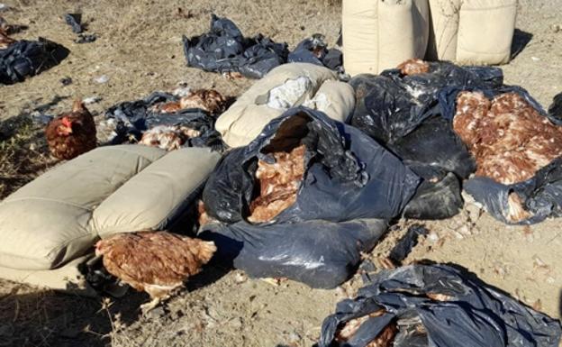 Las bolsas de la vergüenza: encuentran más de cien gallinas, la mayoría vivas, metidas en bolsas de plástico