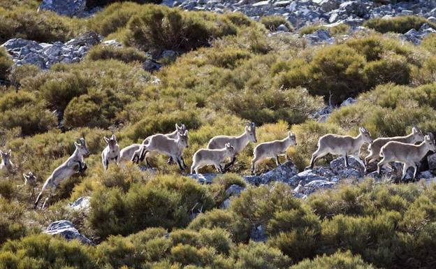 La reserva de Las Batuecas prevé llegar en la próxima temporada a un volumen de caza «similar» a prepandemia