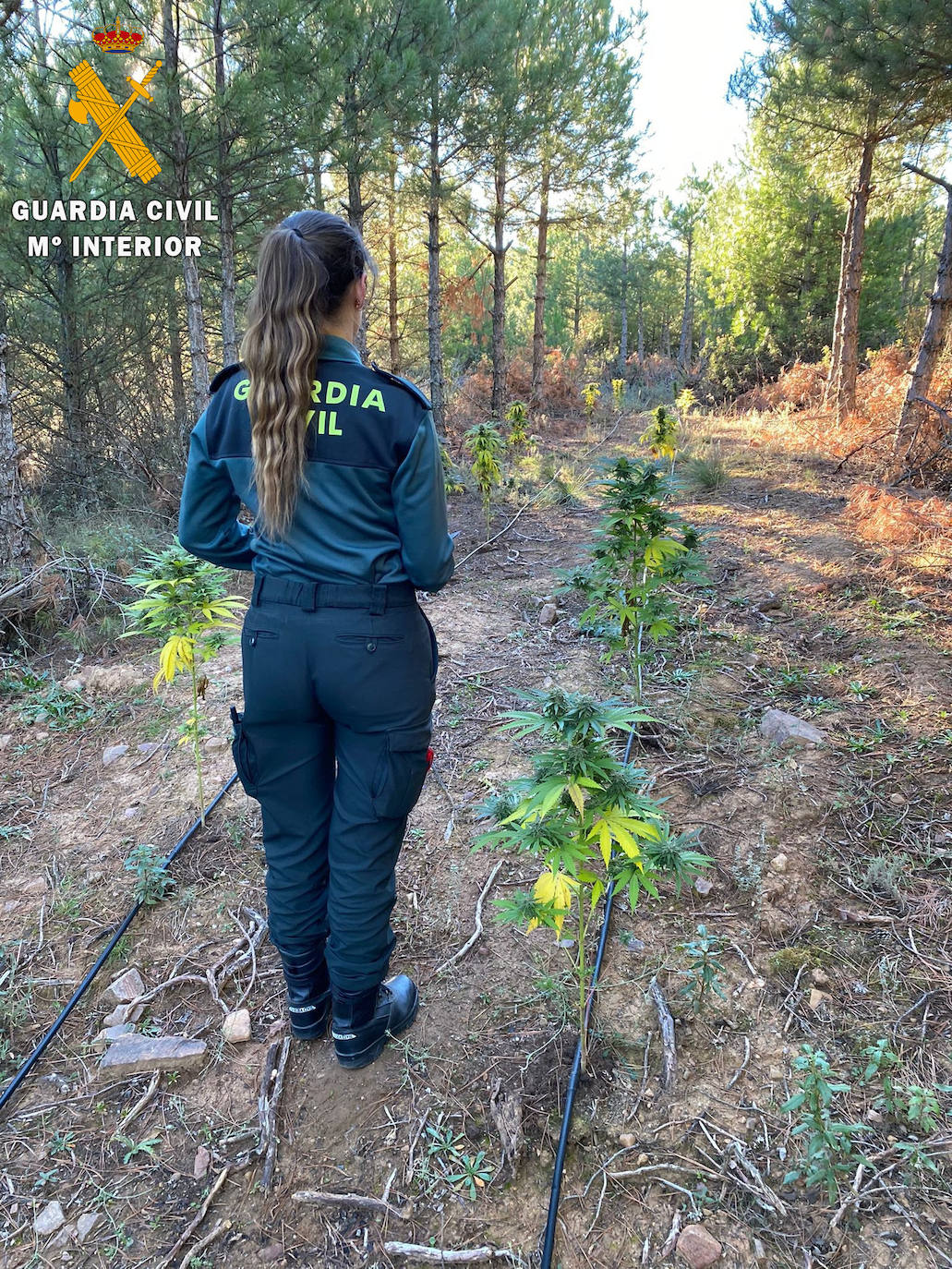 La Guardia Civil desmantela una plantación con 150 kilos de cannabis en una finca pública de Carabias