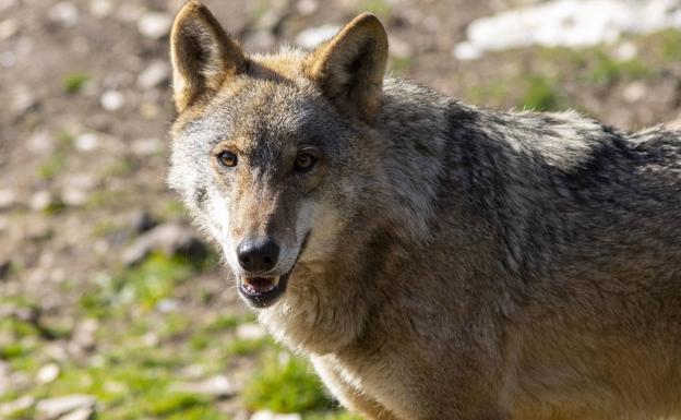 Castilla y León y otras tres comunidades solicitan la retirada de la nueva estrategia del lobo