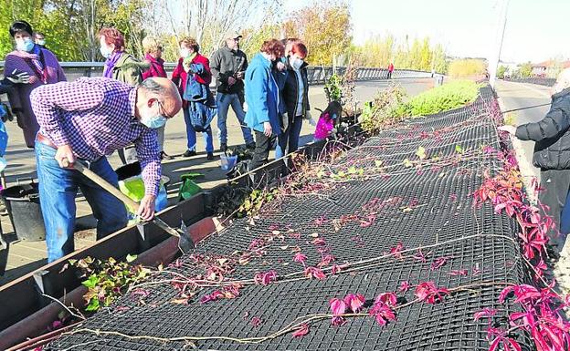 Los vecinos reponen las plantas del puente de Santa Teresa para reivindicar su mantenimiento