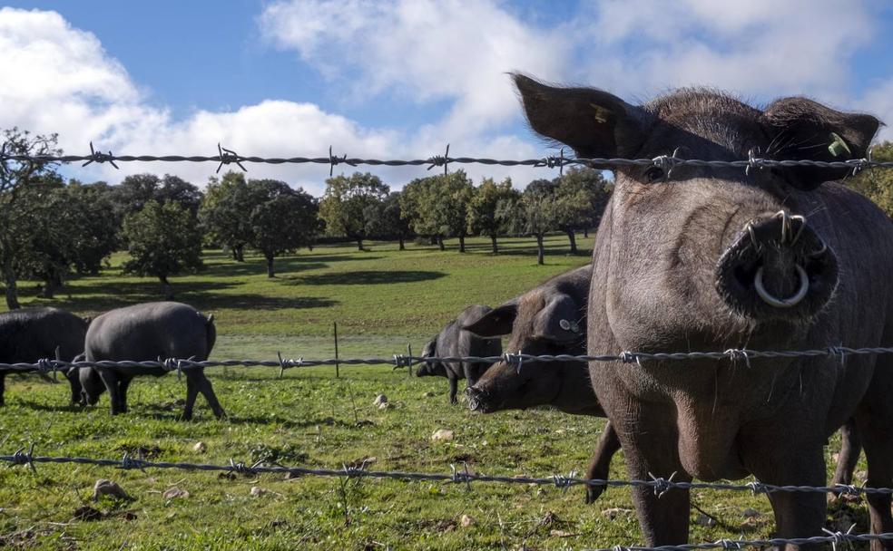 Jamón ibérico de bellota con gusto a dehesa salmantina