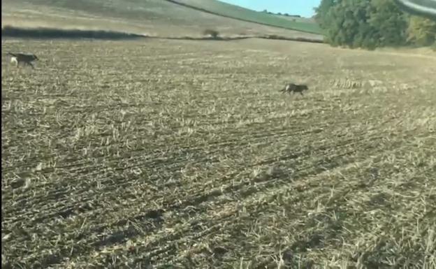 La Comisión Estatal para el Patrimonio Natural rechaza la estrategia de conservación del lobo del Gobierno