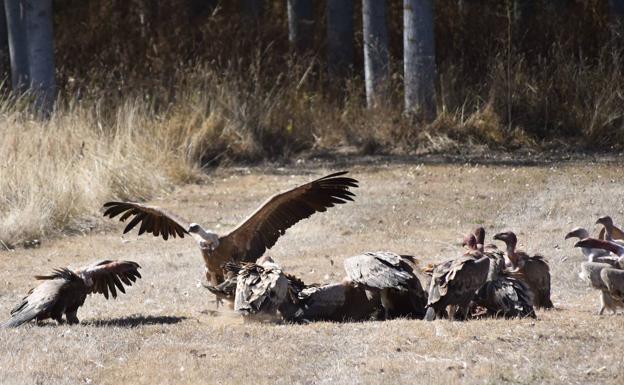 Atropella y mata a seis buitres en Soria y se le investiga por un delito contra la fauna