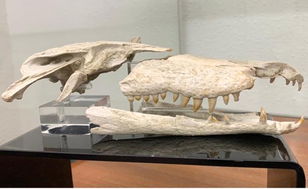 La USAL colabora en la descripción de su fósil «más singular», un primitivo cocodrilo solo hallado anteriormente en China, Alemania y EEUU
