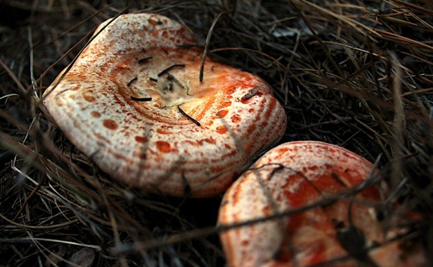Setas, la riqueza gastronómica de la tierra