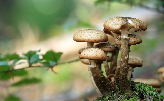 Setas, un tesoro en nuestros bosques