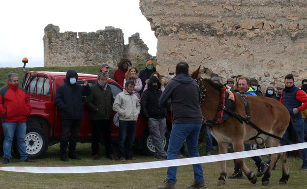 El arrastre de caballos y mulos evoca los viejos oficios en la Feria de San Andrés de Turégano