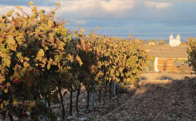 Cigales celebrará una cata con los primeros vinos en rama de 2021