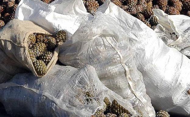 Investigan a cuatro personas por robo de piñas en Alcazarén