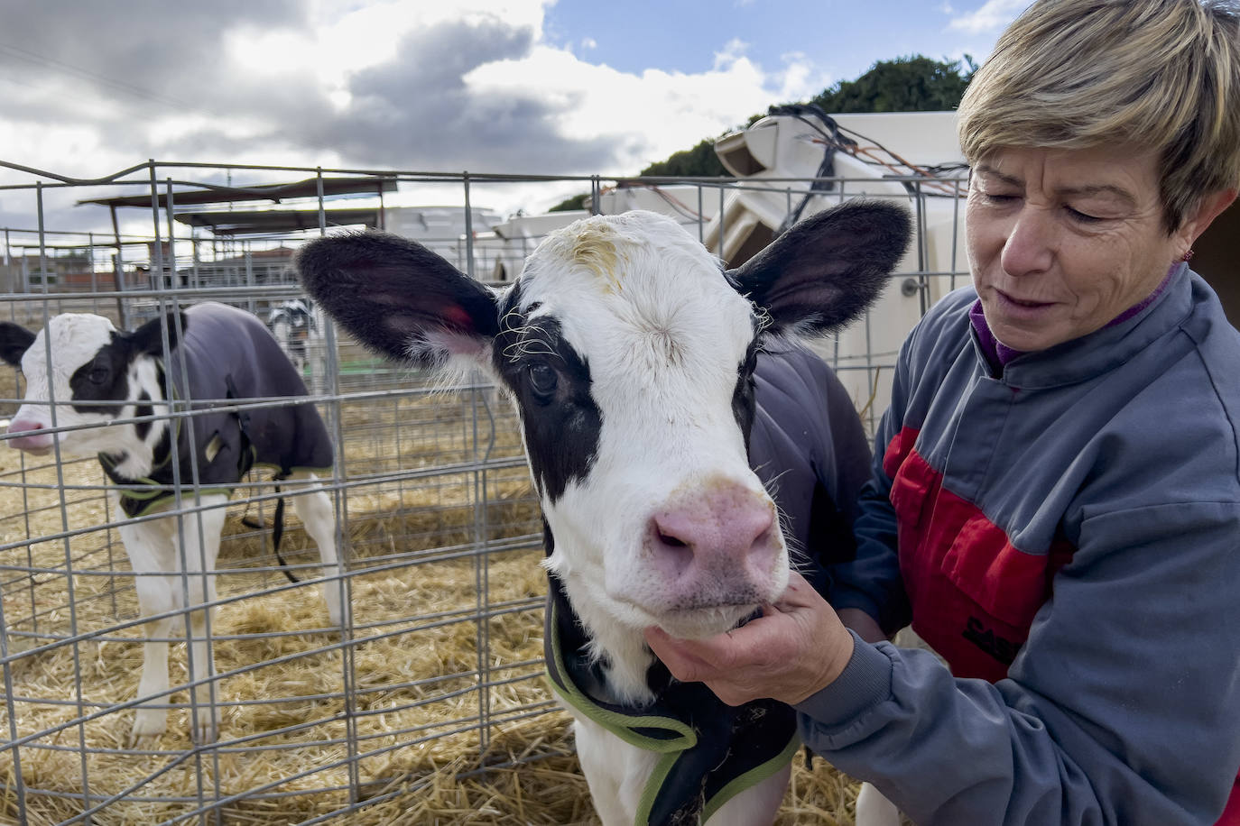 El sector del vacuno de leche, al límite: «Me levanto para perder 168 euros cada día»