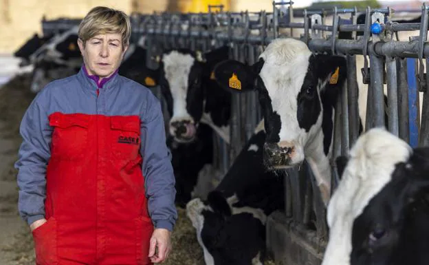 El sector del vacuno de leche, al límite: «Me levanto para perder 168 euros al día»