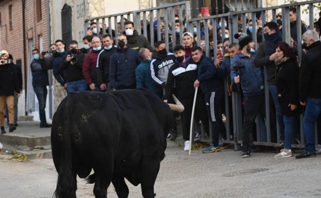 Un toro siembra el pánico en el encierro de Pollos