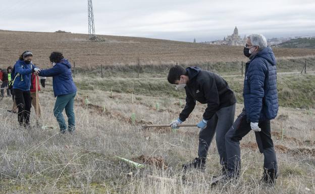 Los terrenos de Peñigoso reviven con la plantación de 1.650 árboles